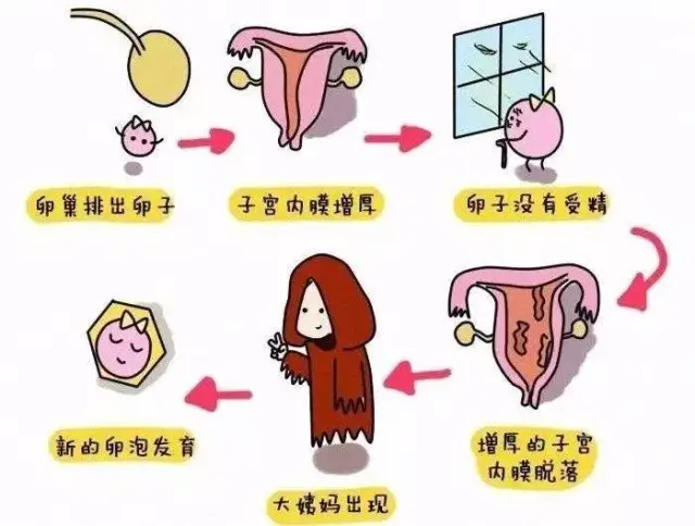 人工授精和试管区别哪个好（二者有什么差别？）