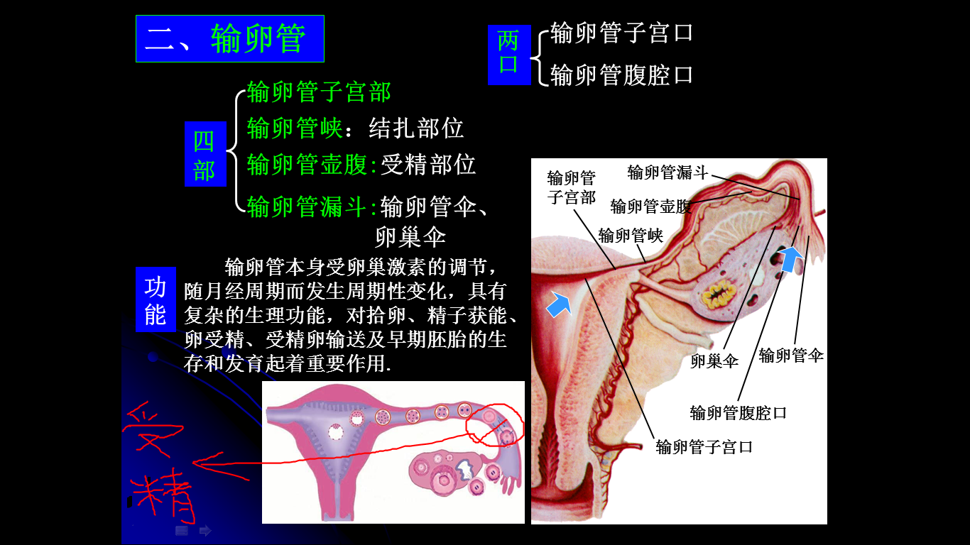 可以找精子库生孩子吗